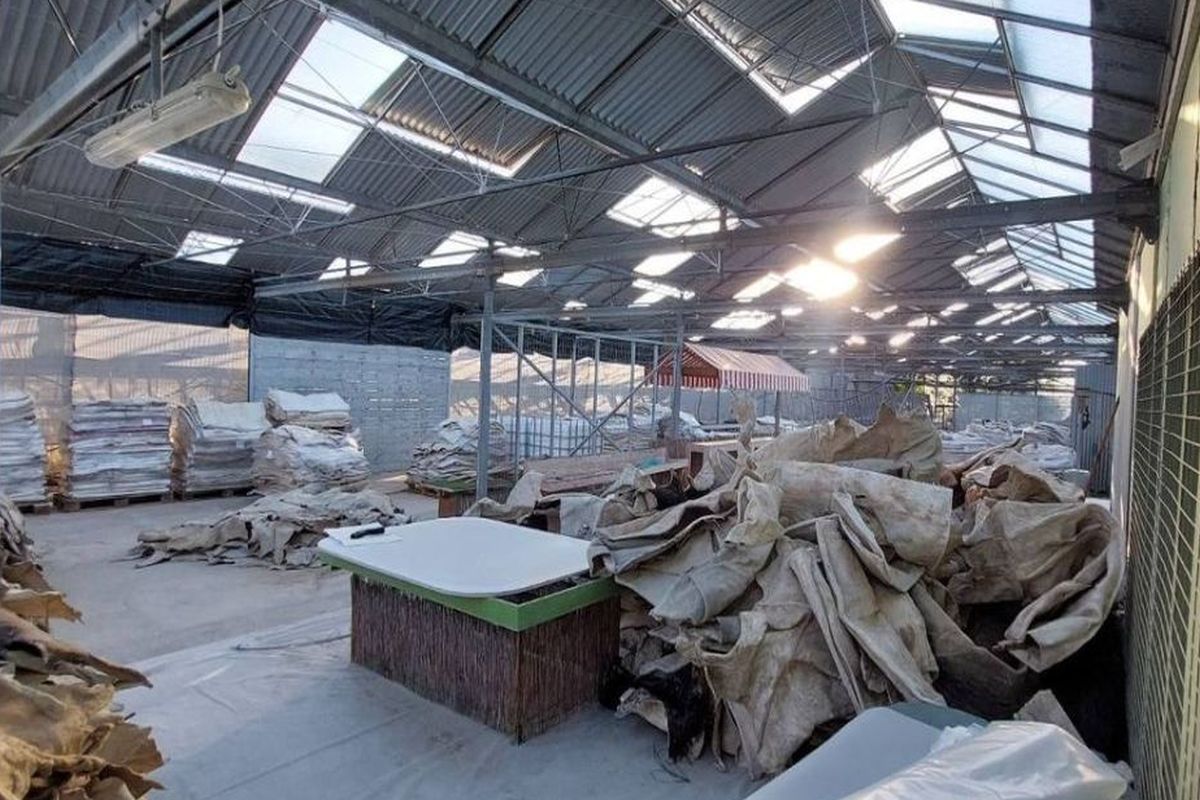 Εξαρθρώθηκε κύκλωμα ναρκωτικών: Το κόλπο με τα δέρματα αγελάδας και την κοκαΐνη