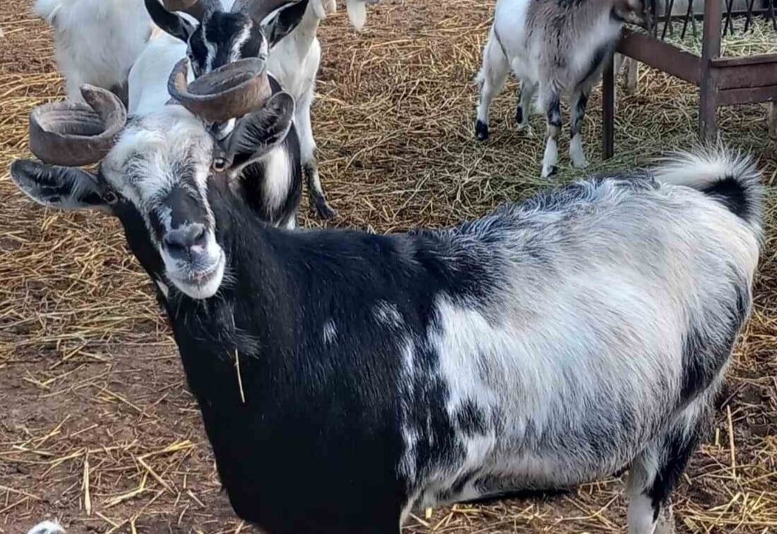 Ουλόκερος: Μια «αρχαία» ελληνική γίδα απειλείται με εξαφάνιση