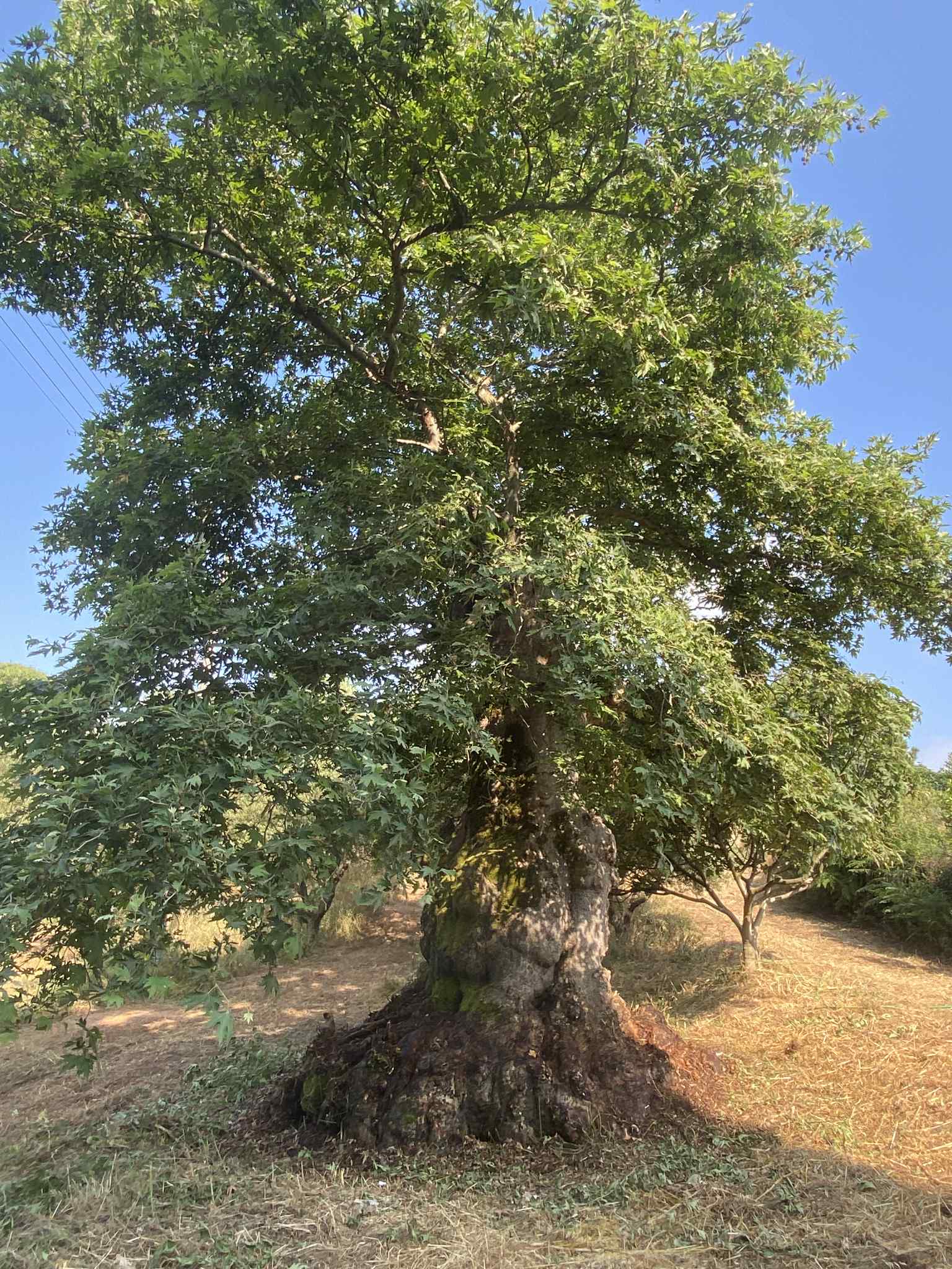 Τελετή αποκαλυπτηρίων ετικέτας σήμανσης μνημειακού πλατάνου Λάλα