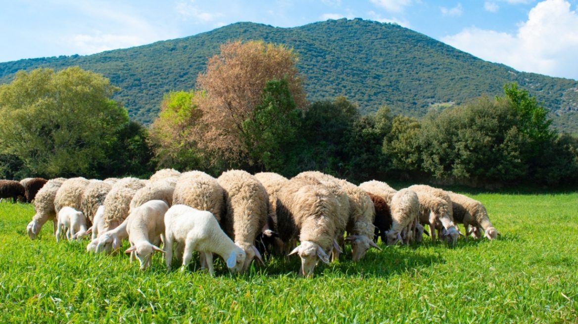 Η ευλογιά των προβάτων περνάει στο ράφι