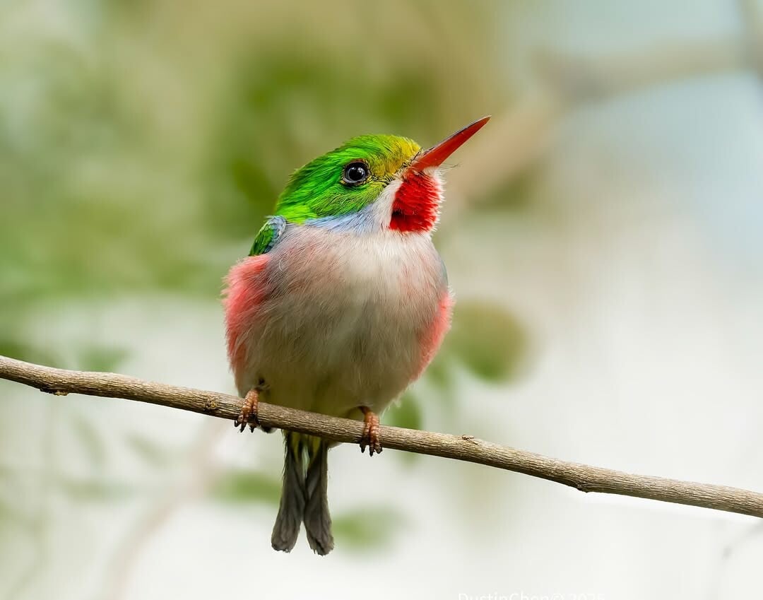 Σε κρίση τα πτηνά του πλανήτη: Μειώνονται οι πληθυσμοί στο 61% των ειδών