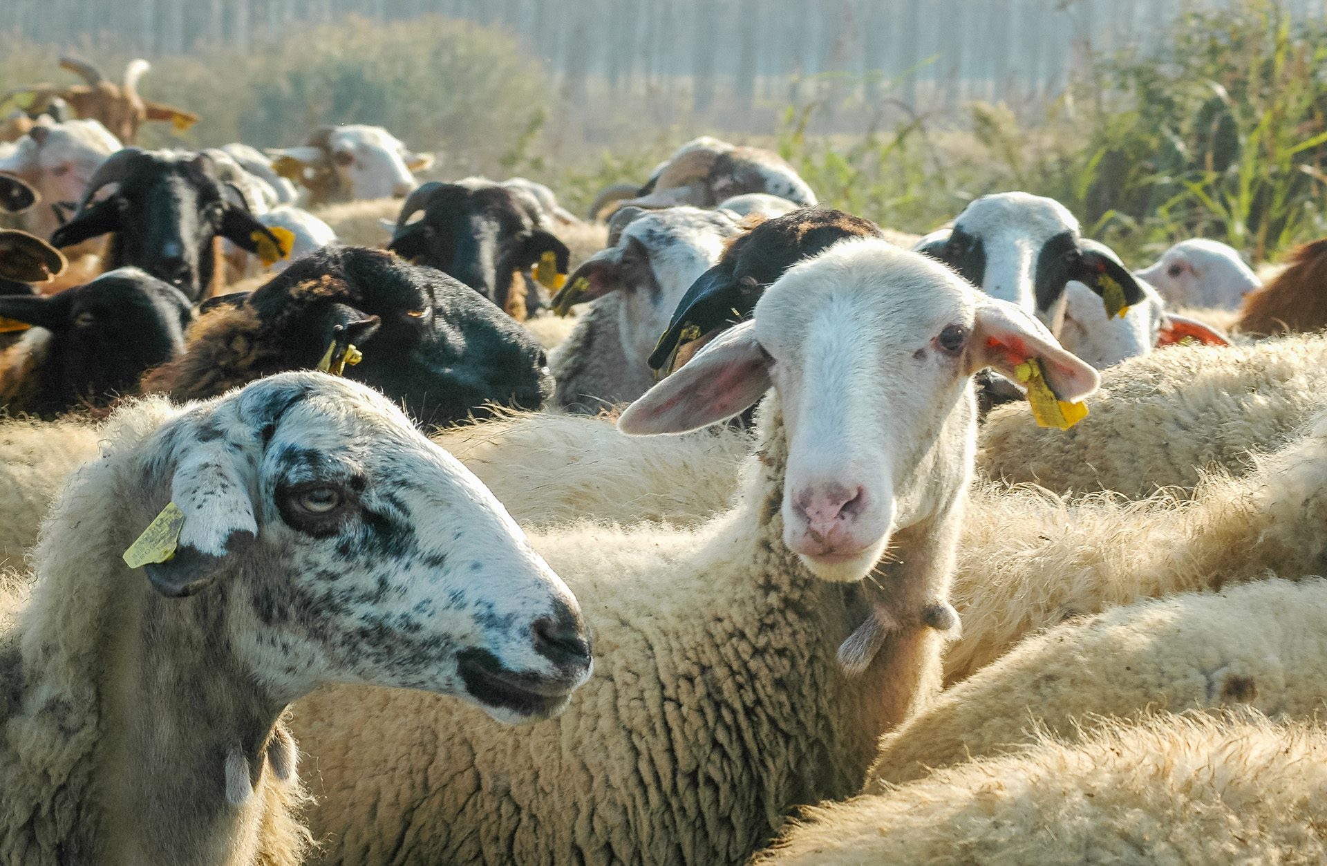 Σε 15ετή αδράνεια το «εργαλείο» για την αντιμετώπιση των ζωονόσων