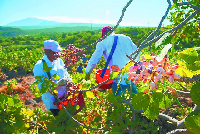Η σοκολάτα Ντουμπάι δεν «αγγίζει» τα ελληνικά φιστίκια