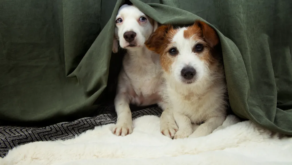26 Αυγούστου: Παγκόσμια Ημέρα Σκύλου