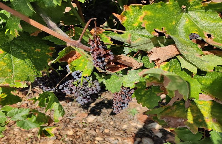 «Έβρασαν» τα αγροτικά προϊόντα από τον καύσωνα!