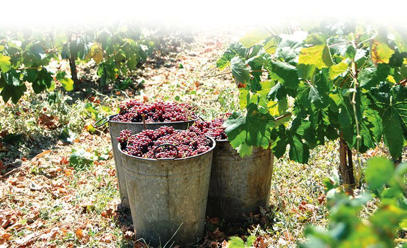 Ξεκινά ο τρύγος για τη σταφίδα