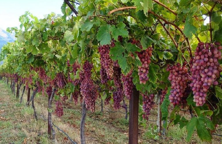 Άδειες φύτευσης νέων αμπελώνων