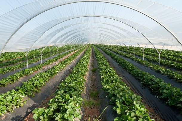 Π.Δ.Ε.: Παράταση υποβολής αιτήσεων για τις Επενδύσεις στον εκσυγχρονισμό και την κατασκευή θερμοκηπίων