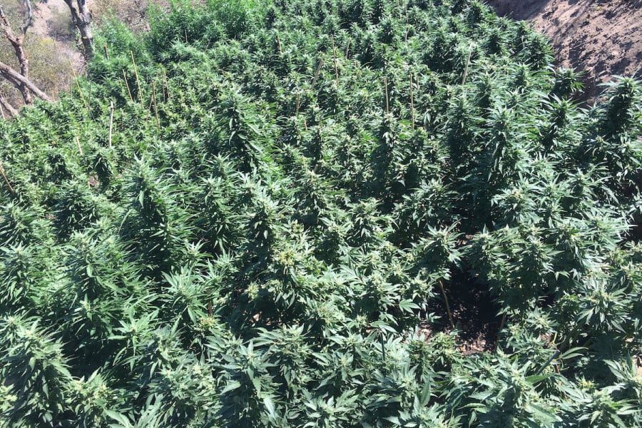 “Ορφανή” χασισοφυτεία με 153 δενδρύλλια στη Μυρσίνη!