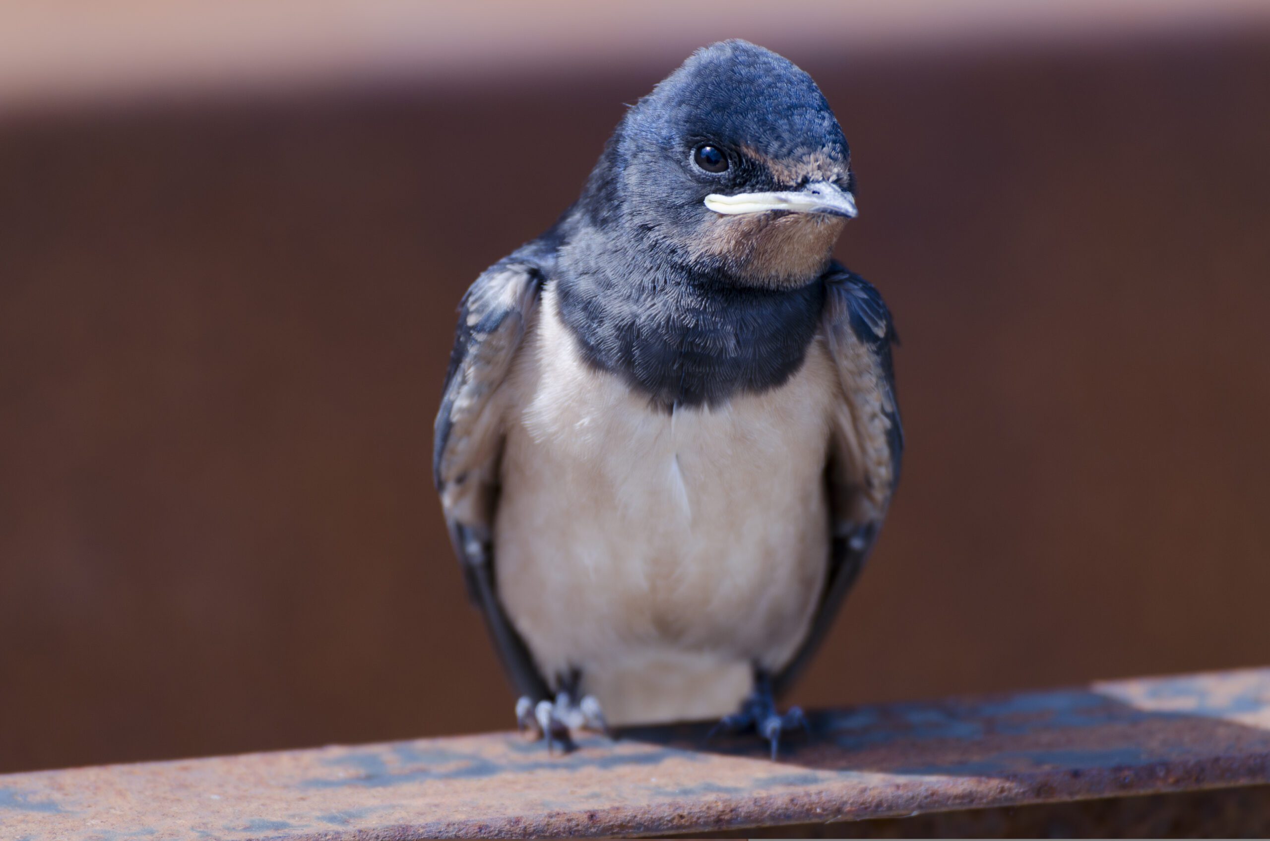Εσείς πότε είδατε τελευταία φορά χελιδόνια;