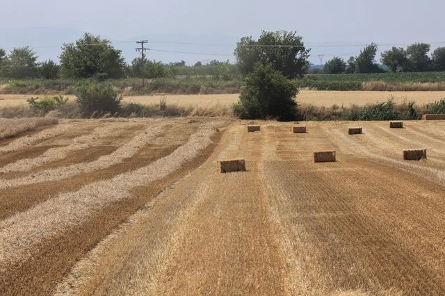 Σερβιτόροι και Dj πίσω από παράνομες επιδοτήσεις ΟΠΕΚΕΠΕ – Πώς “έβγαζαν” εκατομμύρια