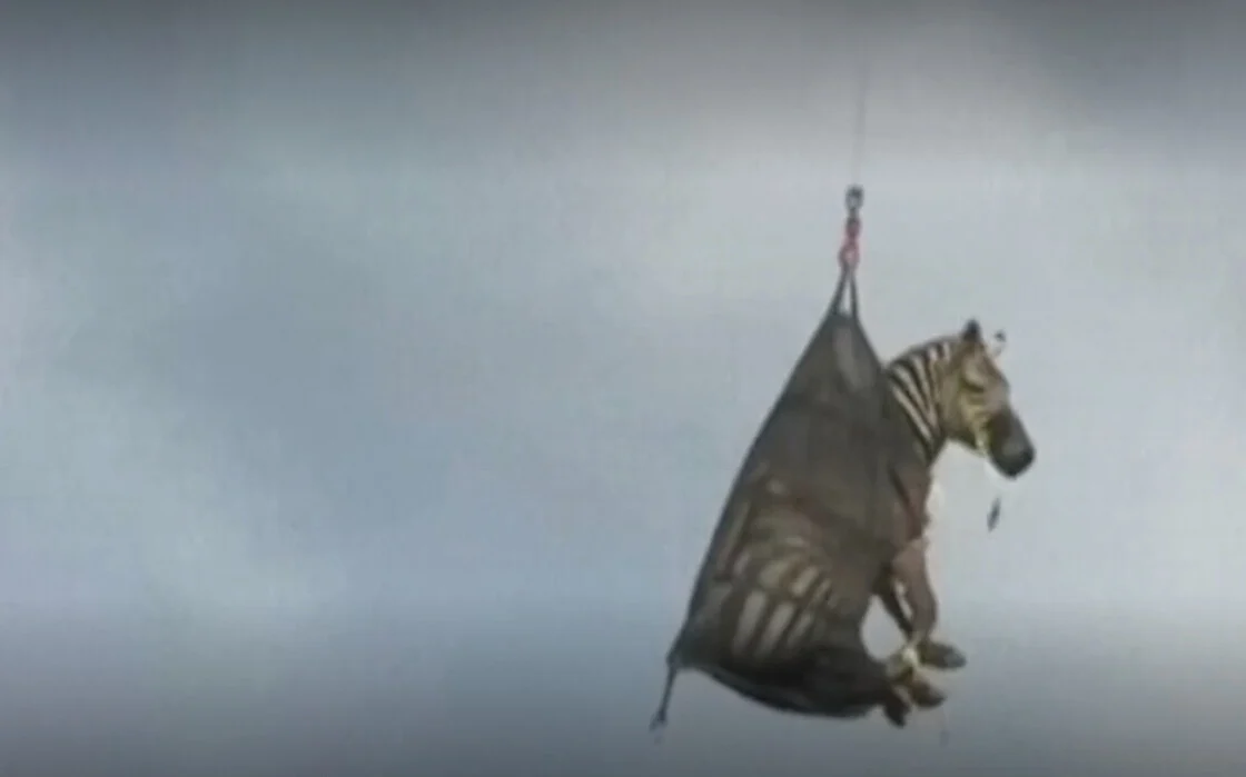 Zέβρα «δραπέτης» μεταφέρθηκε αεροπορικώς μετά τον εντοπισμό της πίσω στον ζωολογικό κήπο