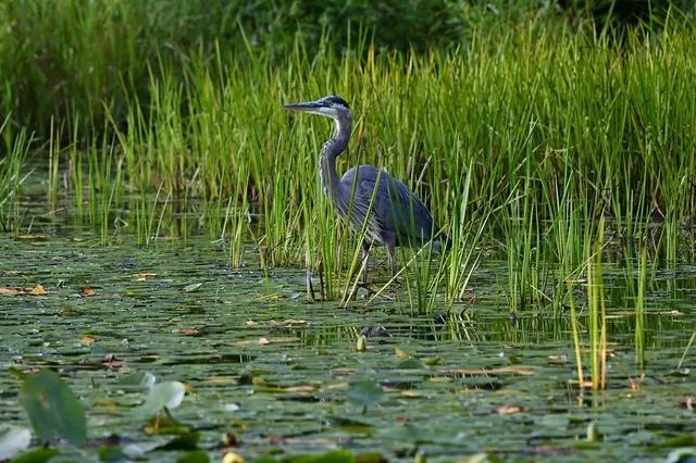 Nature: Το 24% των ειδών που ζουν σε γλυκό νερό απειλείται με εξαφάνιση