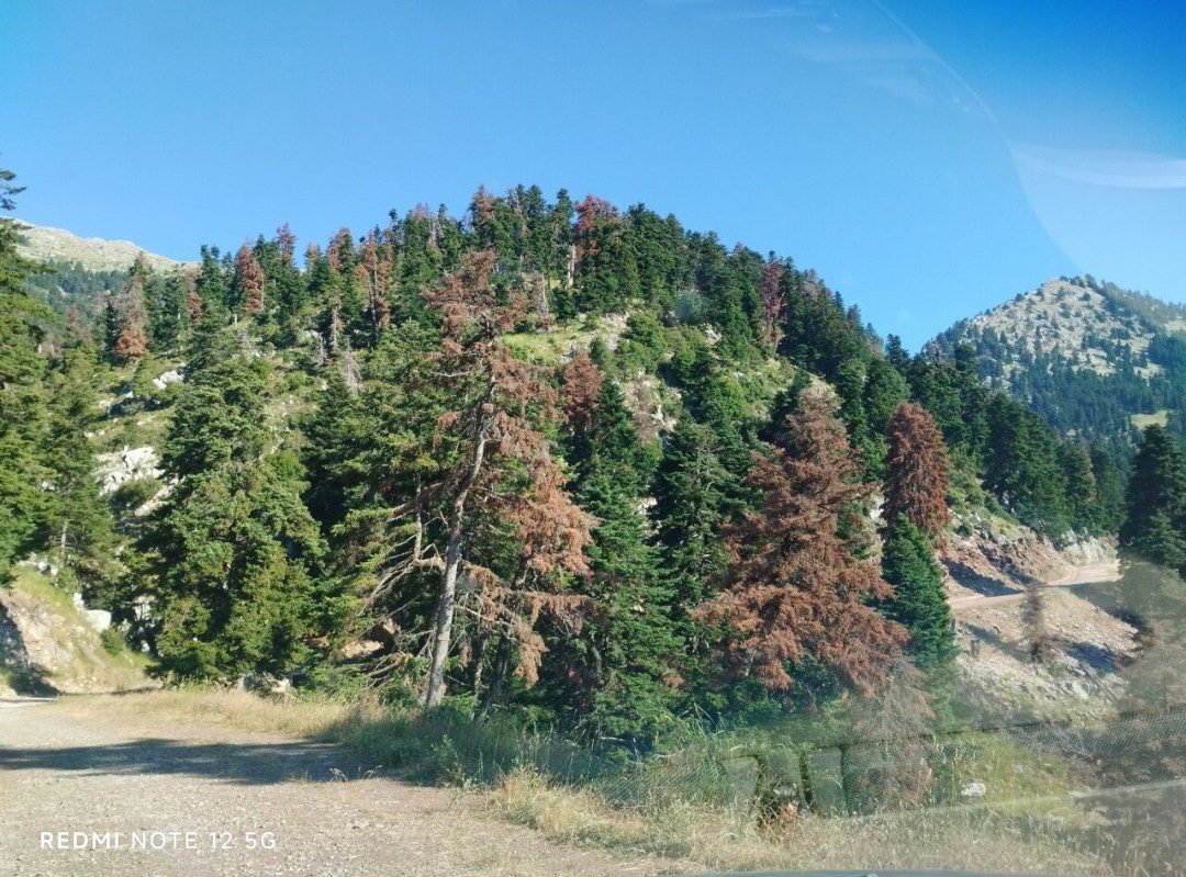 Ελατόδασος Δίβρης: Ψίχουλα  και εμπαιγμός, για την διάσωσή του