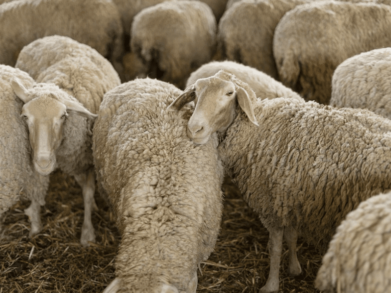 Η ευλογιά “χτυπά” την πόρτα και της Ηλείας!  