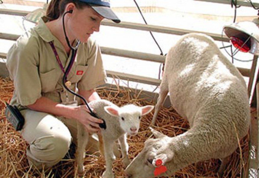 Επίδομα επικίνδυνης και ανθυγιεινής εργασίας για τους κτηνιάτρους των Περιφερειών