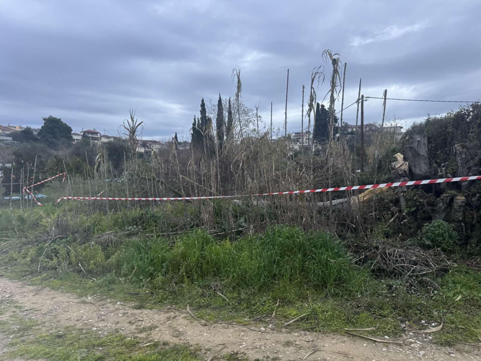 27χρονος έχασε τη ζωή του όταν χτυπήθηκε από κλαδί δέντρου κόβοντας ξύλα