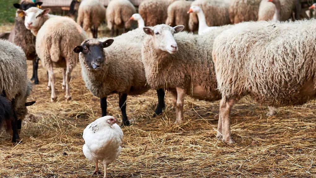 Ο «θάνατος του κτηνοτρόφου»