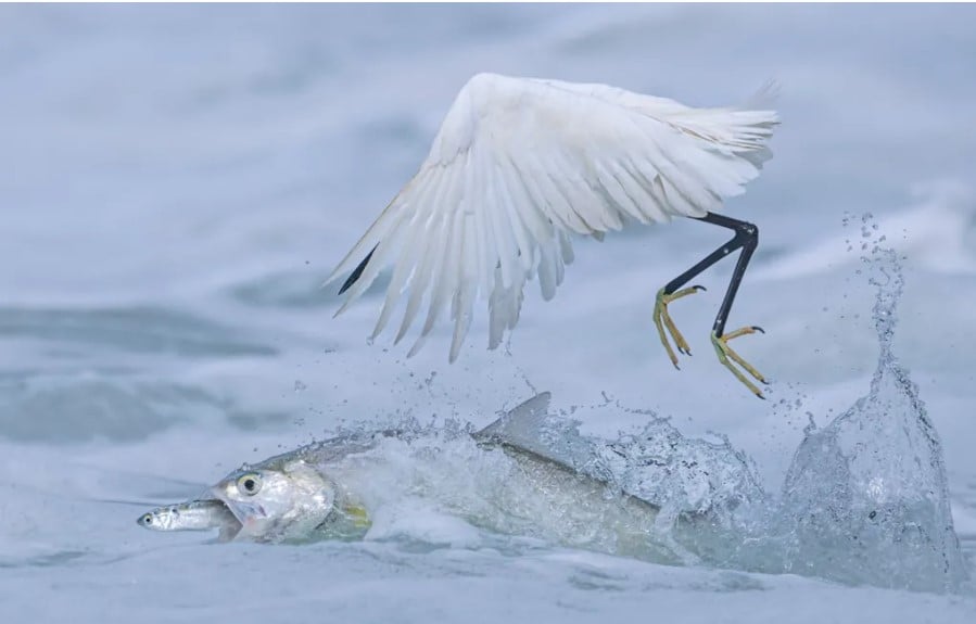 Το μεγάλο ψάρι τρώει το μικρό