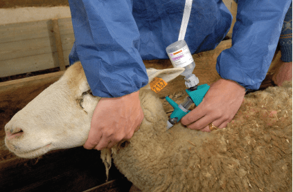 Ευλογιά των προβάτων: Θανατώθηκαν ακόμα 183 αιγοπρόβατα