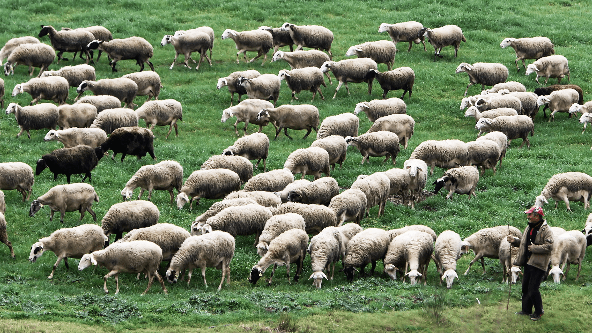 Ευλογιά αιγοπροβάτων: Πιέσεις από την Ε.Ε. για εμβολιασμούς