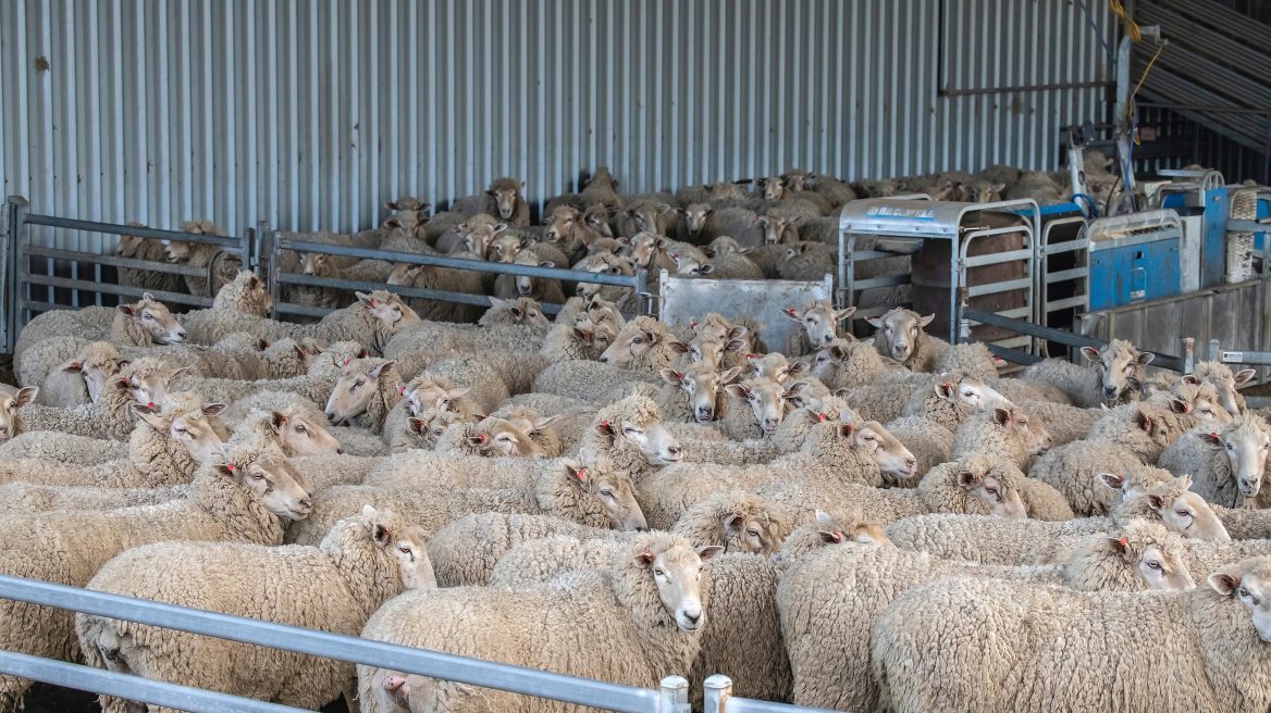 Επιστολή του Περιφερειάρχη Ν. Φαρμάκη για την στήριξη των κτηνοτρόφων που πλήττονται από τη νόσο της ευλογιάς