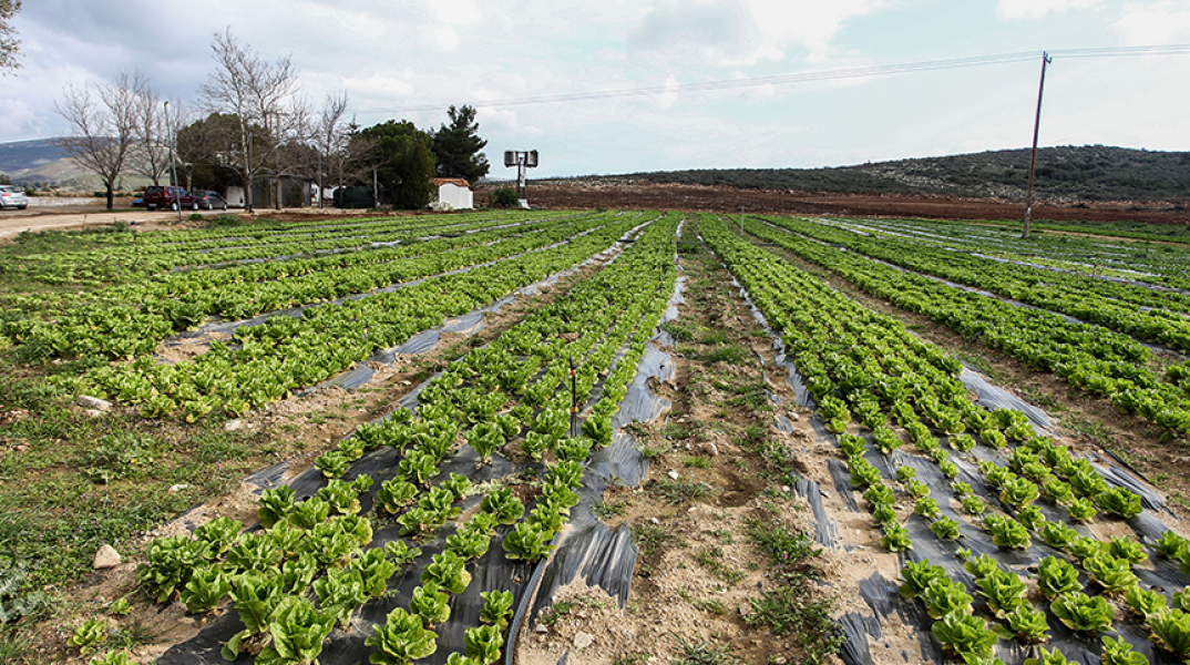 Μέχρι 19 Ιανουαρίου διορθώσεις monitoring 345.605 αγροτεµαχίων