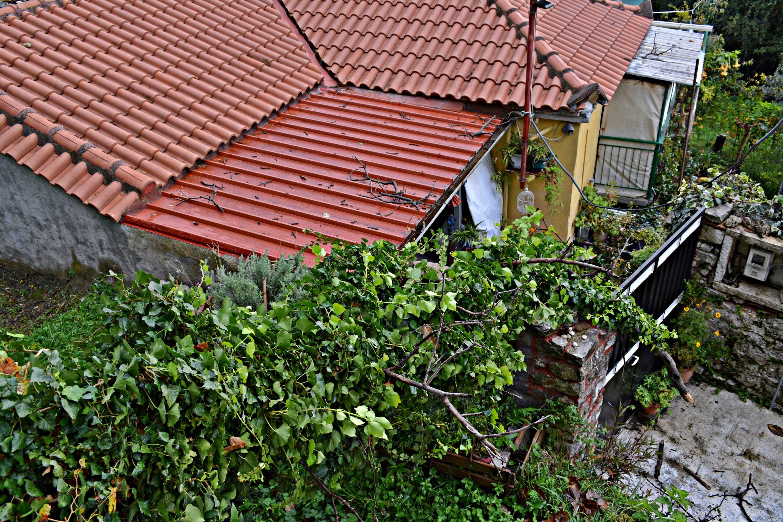 Ν. Φιγαλεία: Δέντρο έπεσε πάνω σε σπίτι-Δήμος και ΔΕΔΔΗΕ αγνοούσαν την επικινδυνότητα της κατάστασης από το 2024