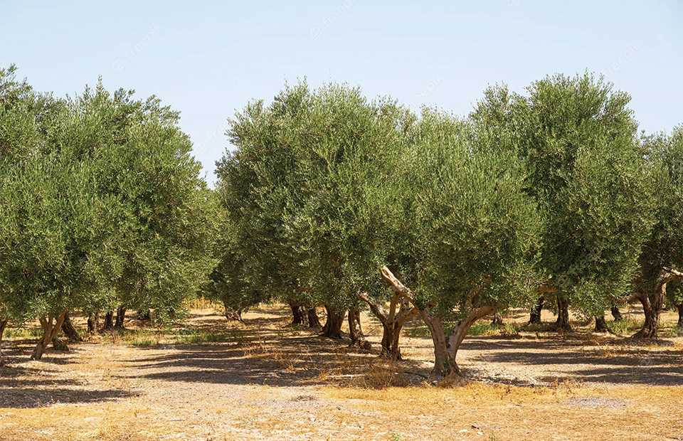 Μικρή ανάσα  η παράταση για τους ελαιοπαραγωγούς – αγρότες