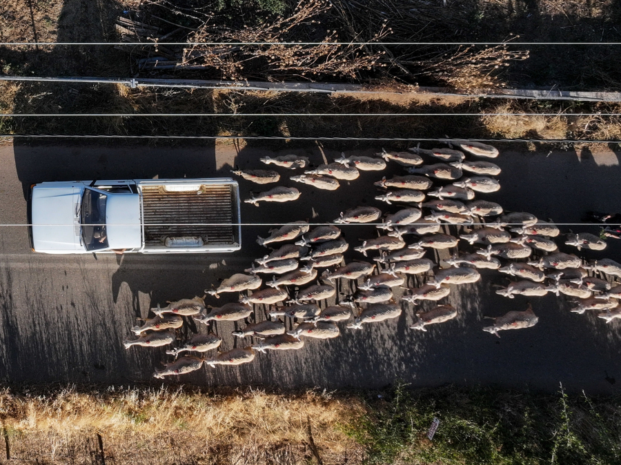 Ευλογιά: Η Κομισιόν «αδειάζει» την Αθήνα