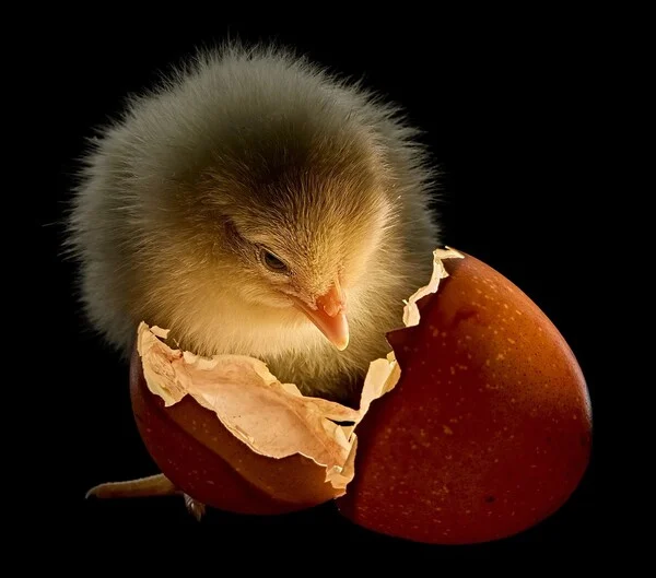 Οι καλύτερες φωτογραφίες του «National Geographic» για το 2025