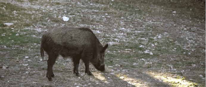 Διαχείριση του πληθυσμού των αγριόχοιρων [video]