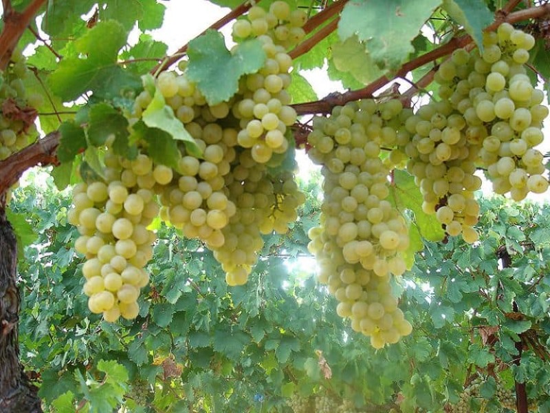 ΔΑΟΚ Ηλείας:15 Δεκεμβρίου λήγει η δήλωση συγκομιδής Αμπελουργικών Προϊόντων