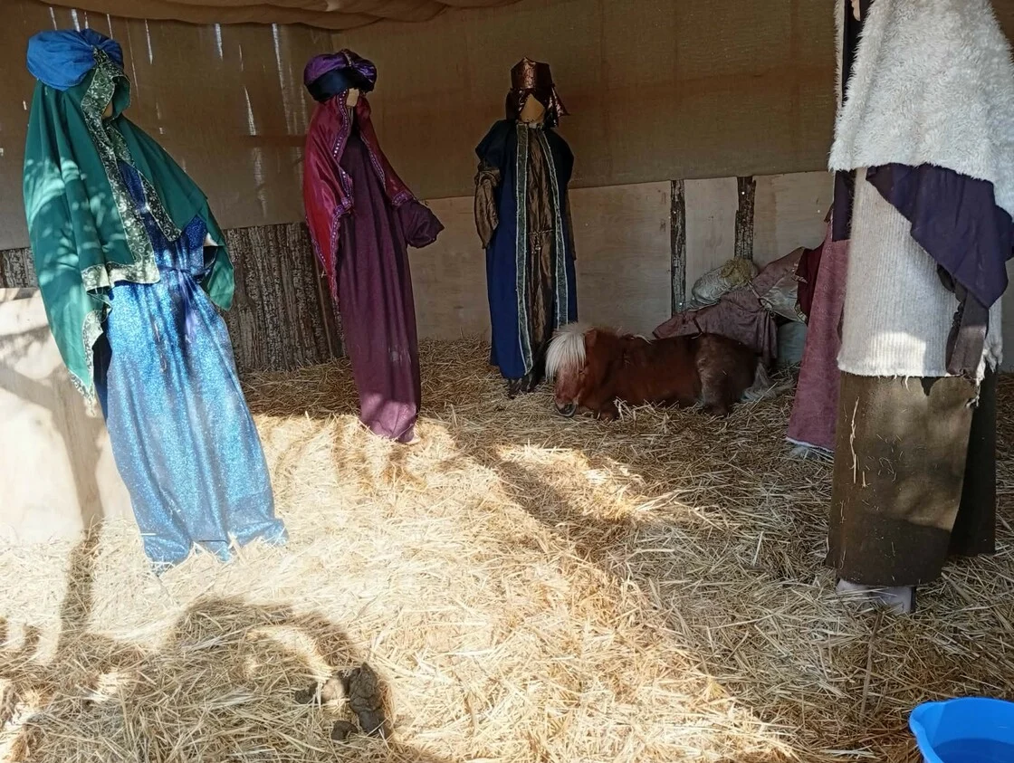 Βόλος: Ο δήμος έβαλε ζωντανό πόνι στη φάτνη για τα Χριστούγεννα