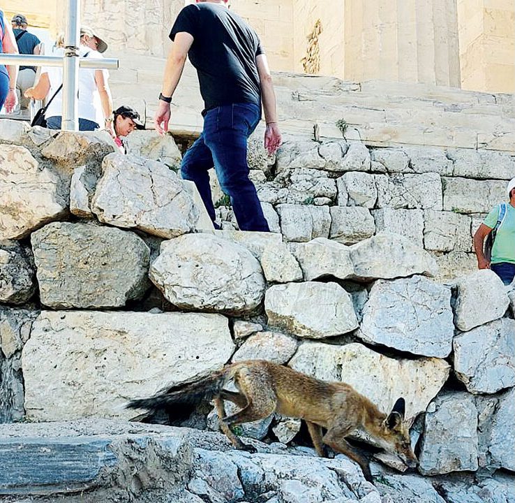 Η άγρια ζωή «εισβάλλει» στις πόλεις