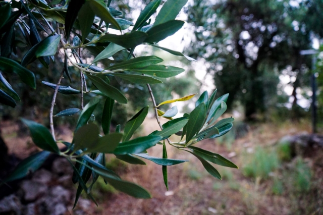 Ψηφιακό Δελτίο Αποστολής: Απόφαση ανάσα για τους ελαιοπαραγωγούς