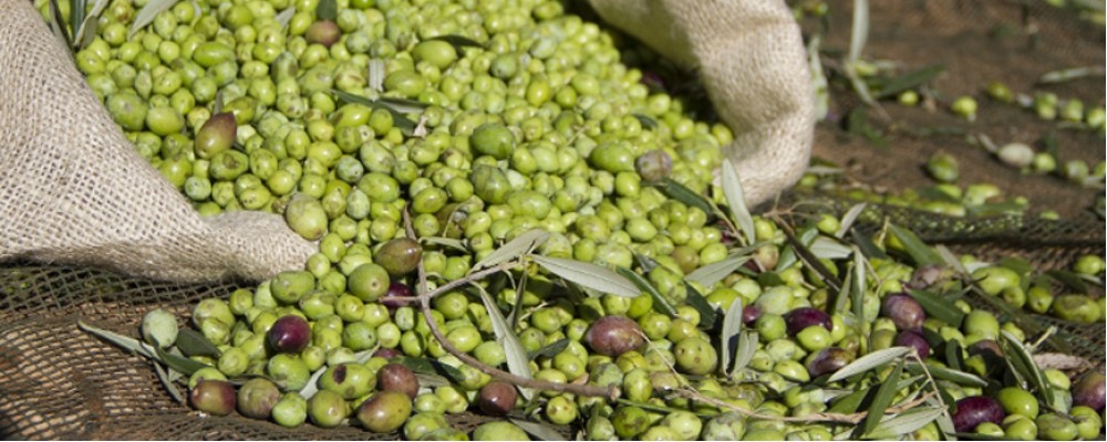 Ελαιοκομιδή: Ζαλάδα στους παραγωγούς φέρνουν τα τσουβάλια με… Ψηφιακά Δελτία Αποστολής