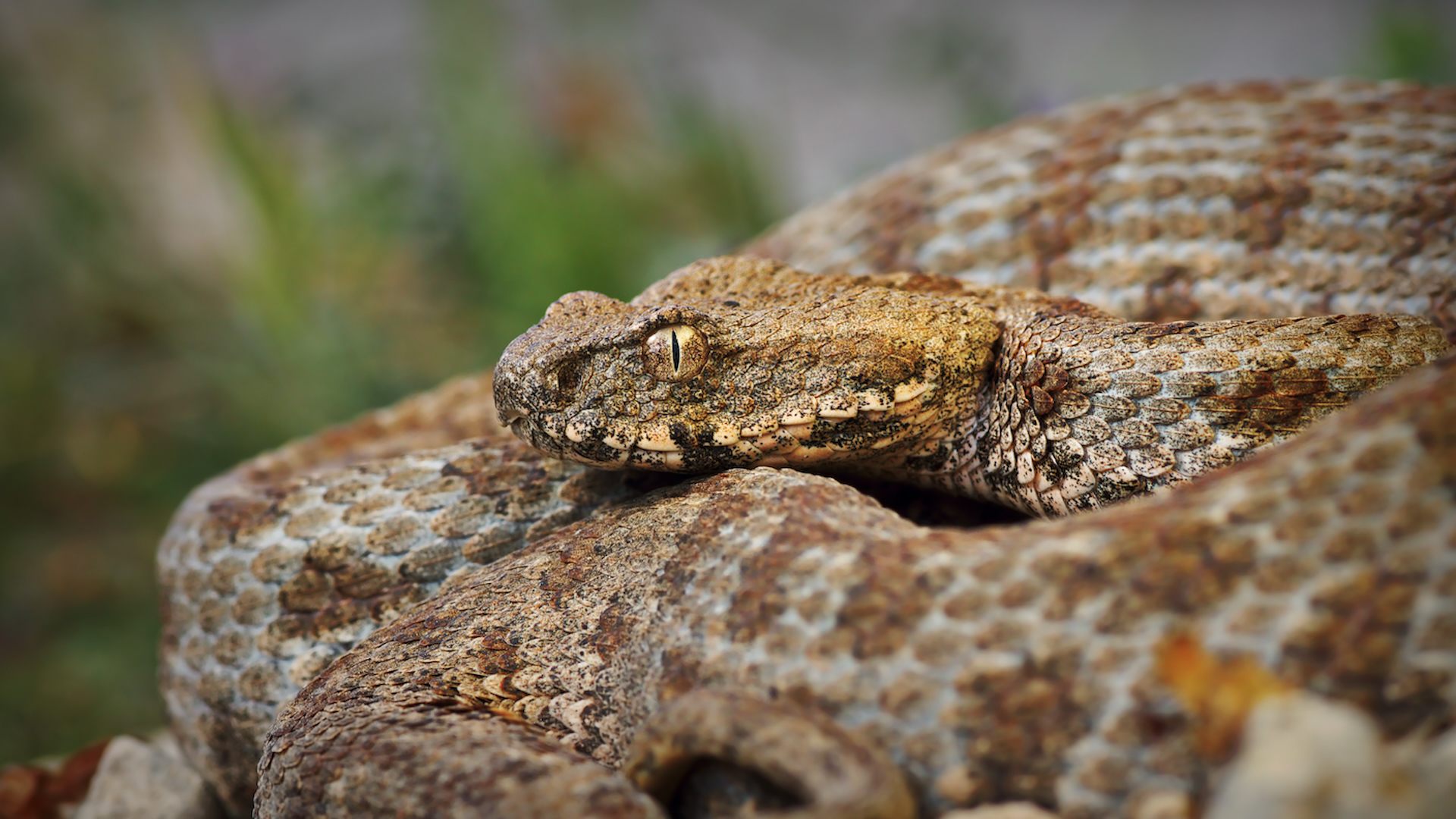 Πωλούνται οχιές Μήλου και σκορπιοί Φιλιατρών