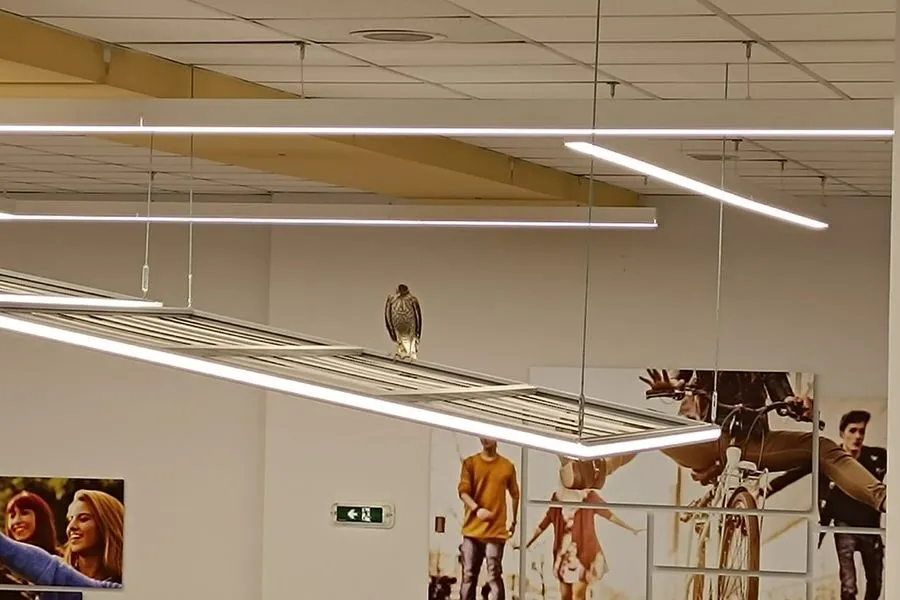 Γεράκι εγκλωβίστηκε μέσα σε σούπερ μάρκετ [video]