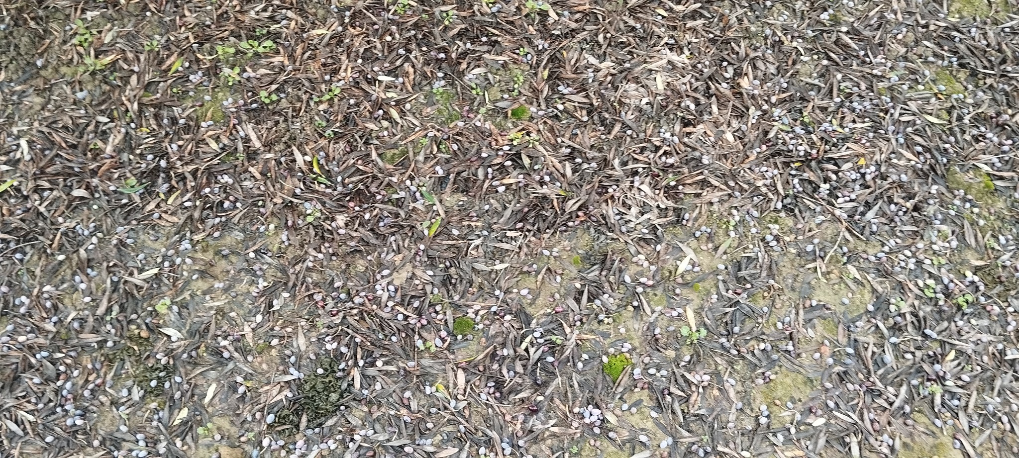 Έπεσε χαλάζι στην Πηνεία!