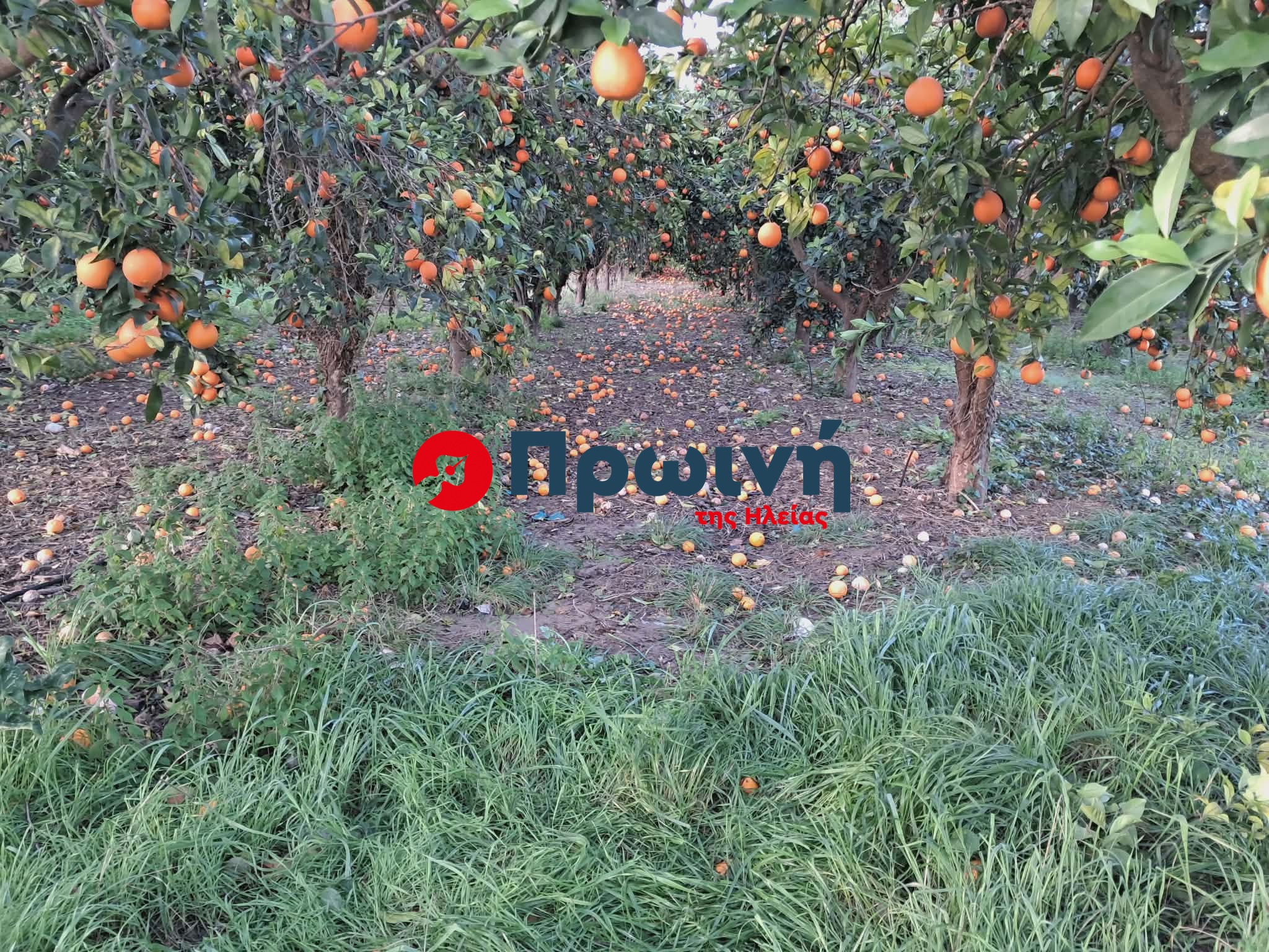 Ζημιές στα πορτοκάλια από το χαλάζι στα Καλυβάκια