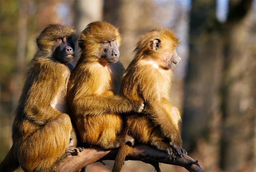 Πώς τα ζώα μπορούν να μας δείξουν τον τρόπο να απαλλαγούμε από τους τυράννους