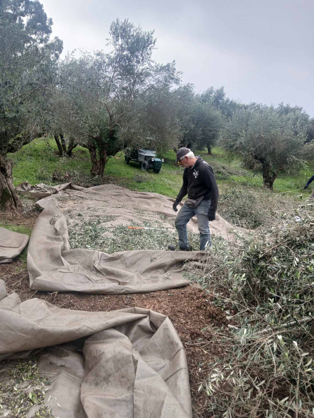 Δήμος Ανδρίτσαινας-Κρεστένων: Διανομή ολόφρεσκου ελαιολάδου στους οικονομικά ασθενέστερους