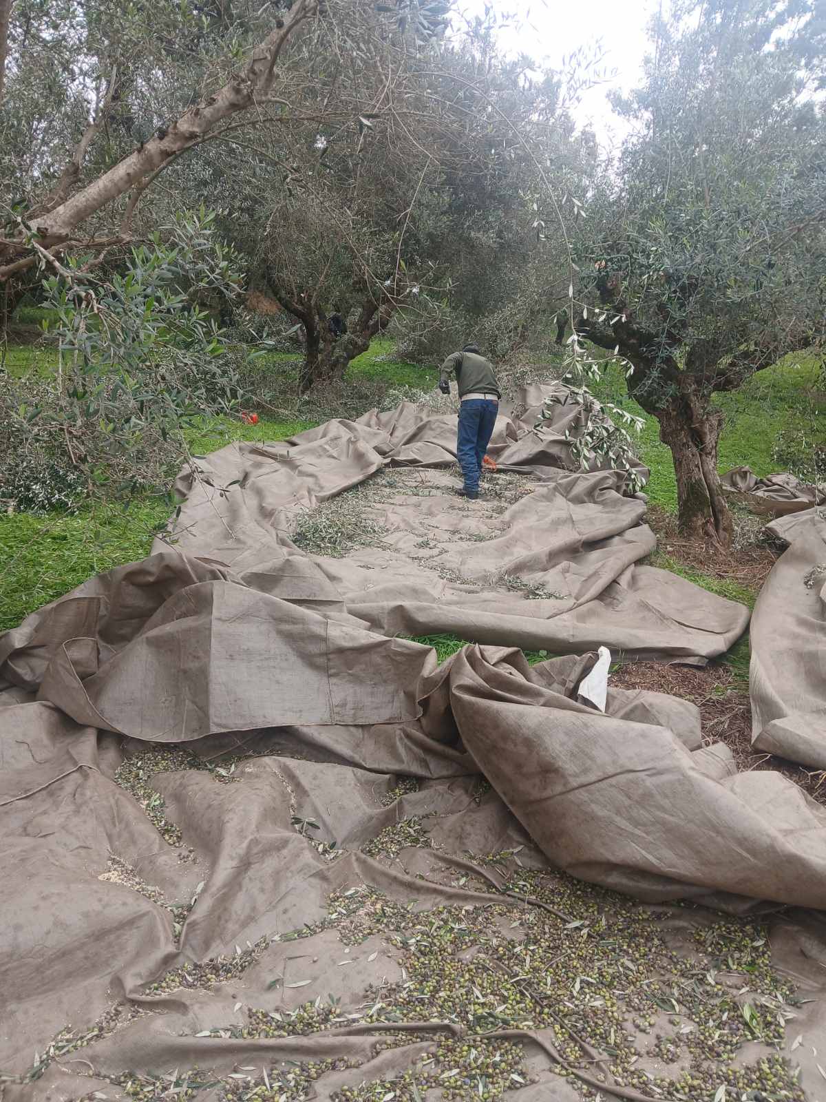 Χάος και τρέλα στην ισπανική αγορά ελαιολάδου με μεγάλη πτώση των τιμών παραγωγού