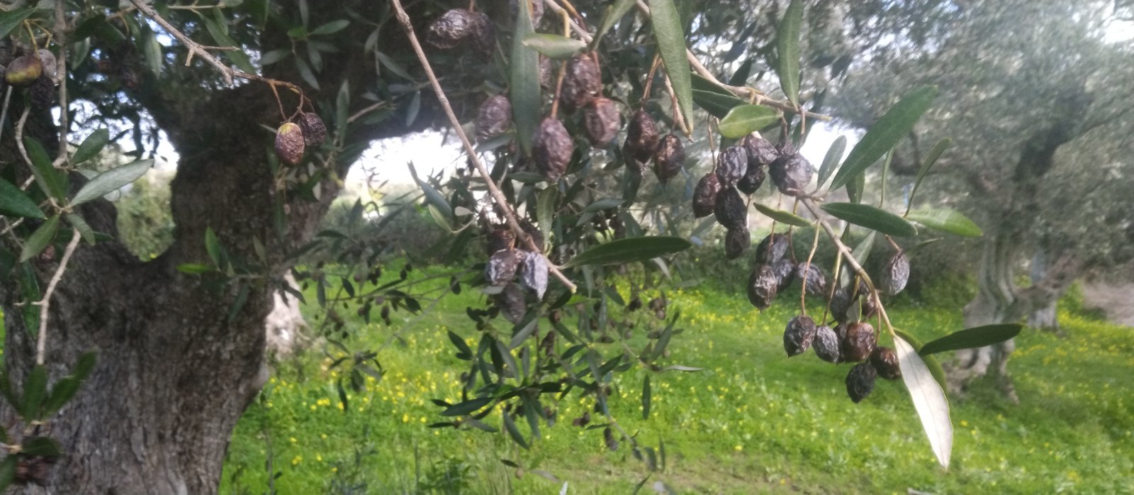 Ελαιοπαραγωγοί: «Οι ελιές σαπίζουν πριν καν ωριμάσουν»