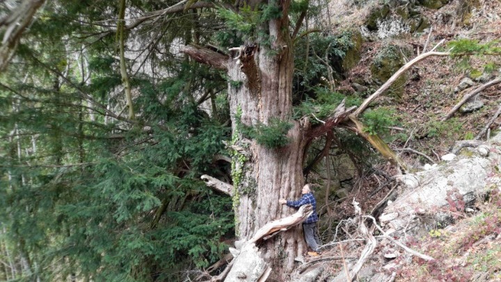 Δέντρο 1074 ετών στέκει αγέρωχο στο Μπέλλες από τη Βυζαντινή Αυτοκρατορία