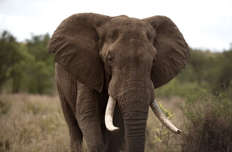 Ινδία: Ελέφαντας έχει σκοτώσει 20 ανθρώπους μέσα σε εννέα ημέρες