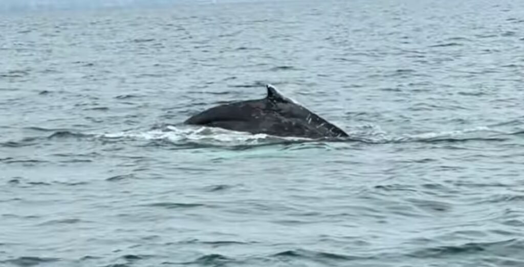 Φάλαινα εμφανίστηκε μετά από 87 χρόνια στον Παγασητικό Κόλπο [video]