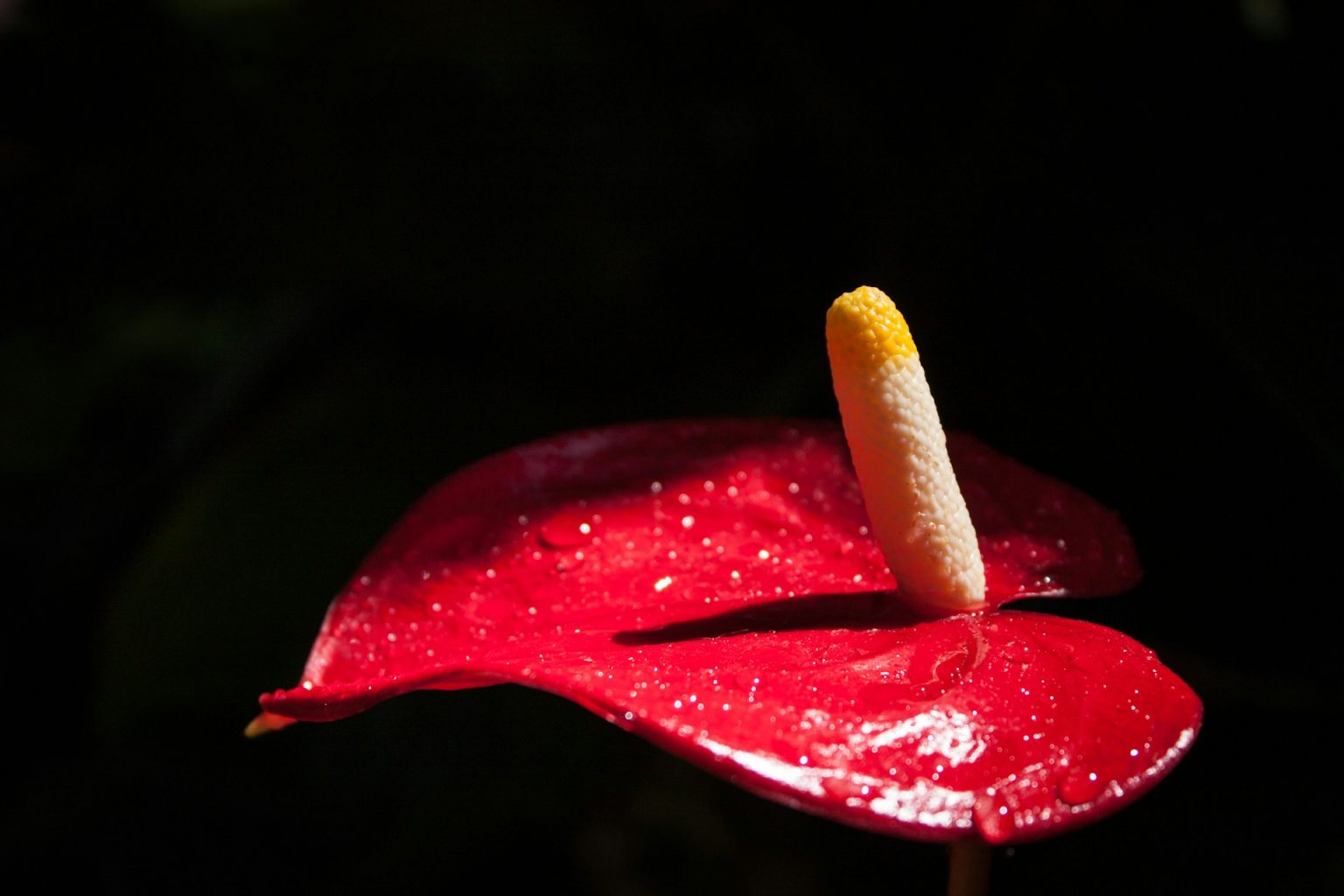 Podcast | Μαίρη Χιόνη: Σ3ξ, ΛΟΑΤΚΙ+ κι όσα κρύβονται επιμελώς στα οικογενειακά τραπέζια