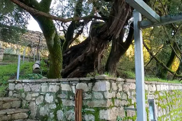 Το ζωντανό μυστήριο 3.000 ετών στην καρδιά της Πελοποννήσου [video]